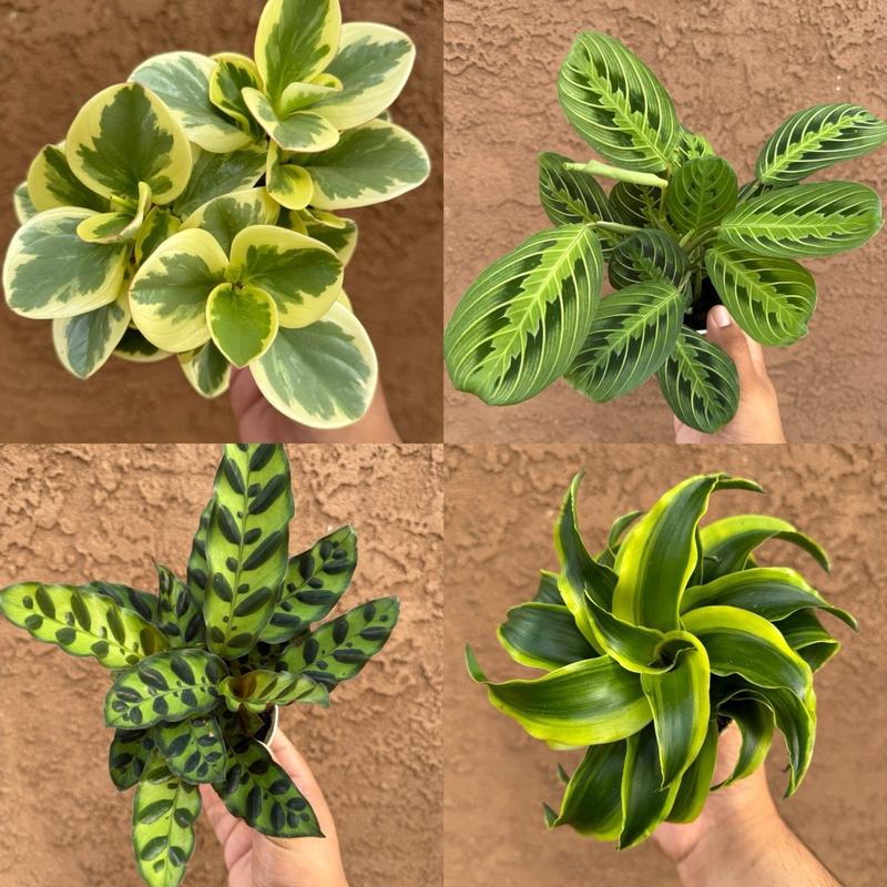 House Plant Bundle Box - 4 Assorted Plants for Home Decor