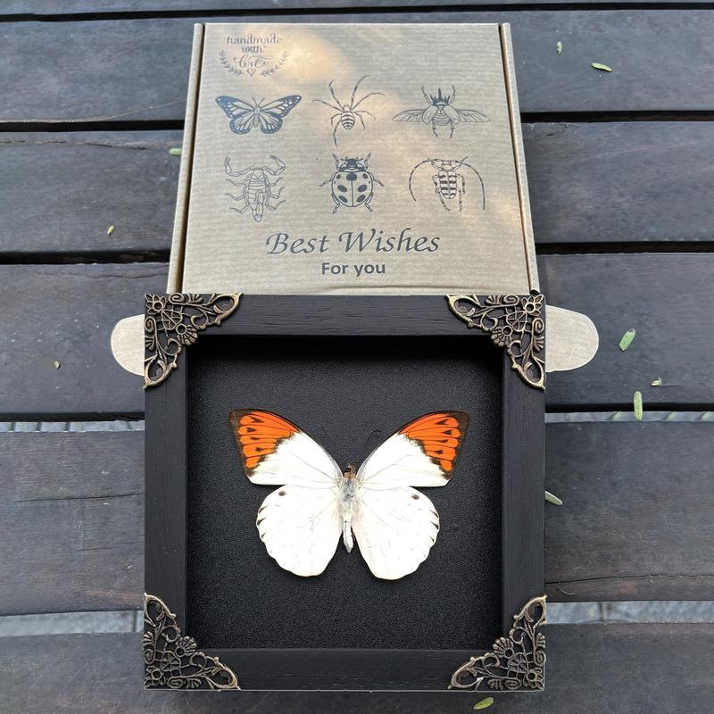 Framed Orange White Butterfly Handmade Shadow Box Gothic Decor Gift Bug Oddity Witchy Wall Hanging Home Decor Room Collection