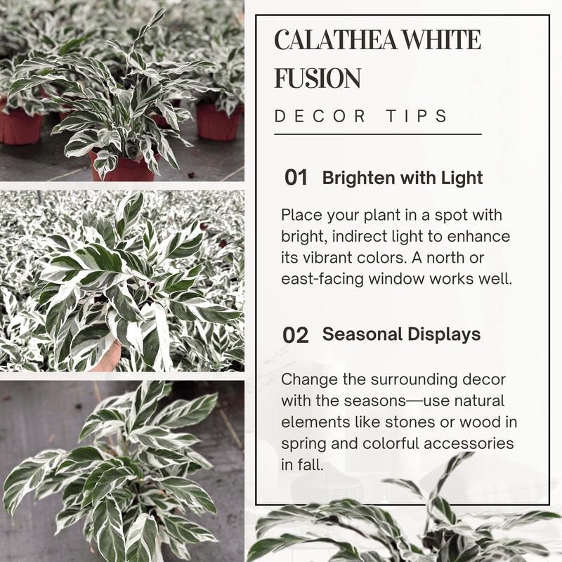 Calathea White Fusion 6” Live Plant – Beautifully Unique Indoor Plant with Striking Leaf Patterns, Great for Beginners and Plant Lovers