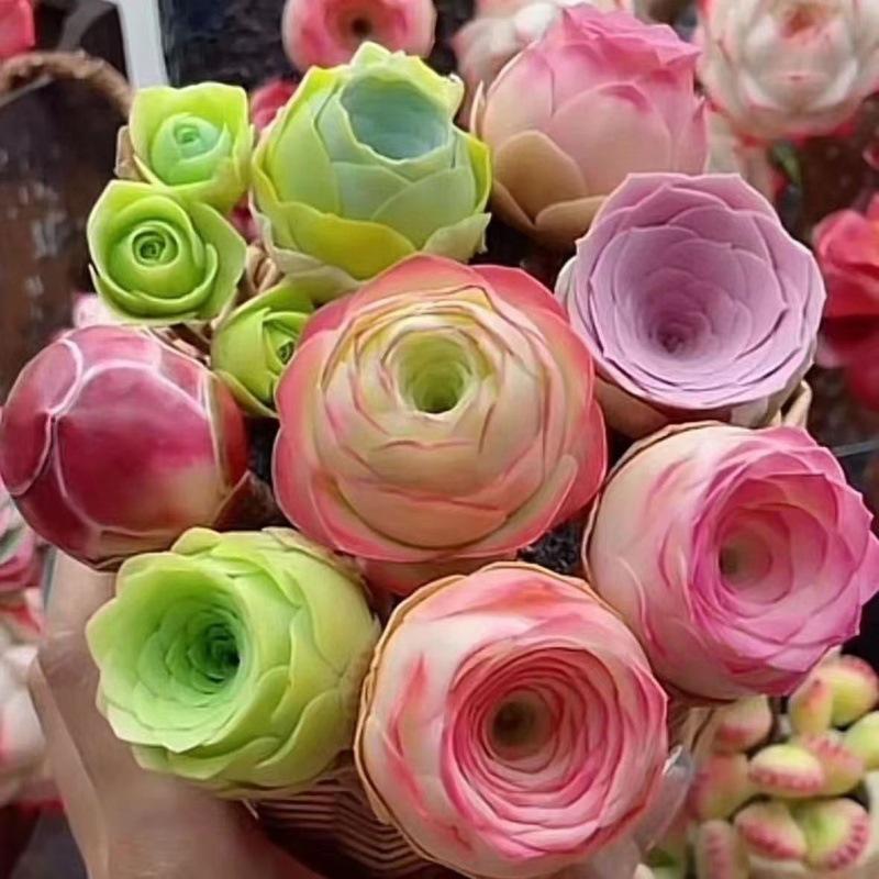 1000 Pcs Mixed Colors Succulent Rose Rare Succulent Plant Seed Group Multi-Headed Wine Glass Rose Office Desktop Good to Keep in All Seasons Colorful Decor