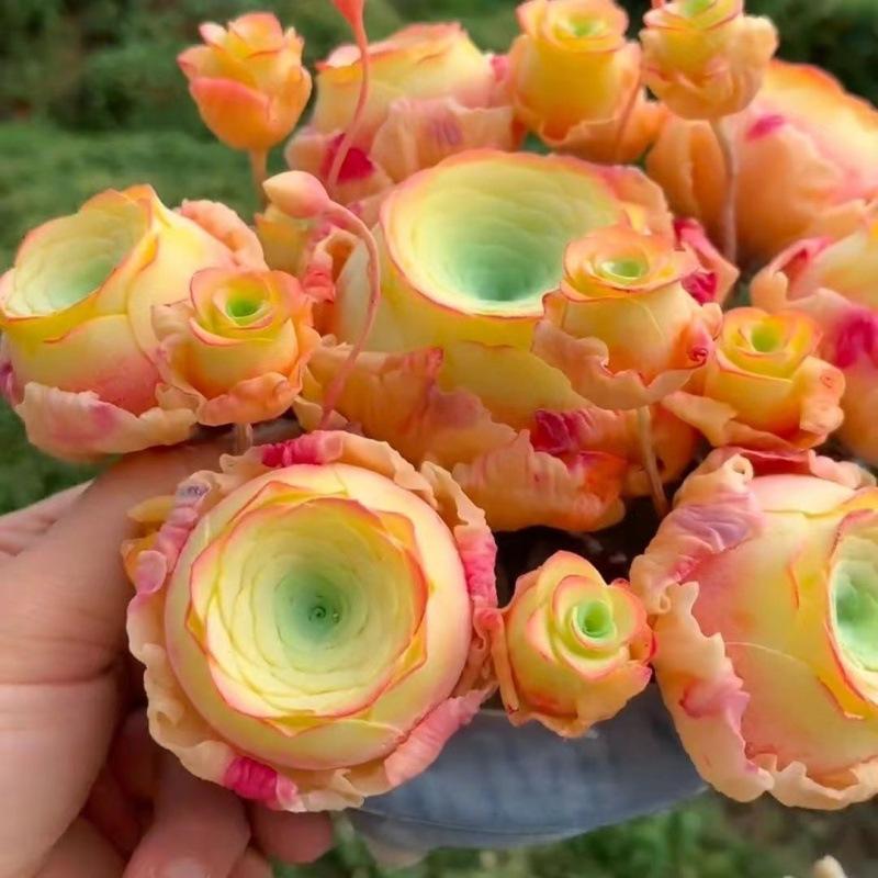 1000 Pcs Mixed Colors Succulent Rose Rare Succulent Plant Seed Group Multi-Headed Wine Glass Rose Office Desktop Good to Keep in All Seasons Colorful Decor