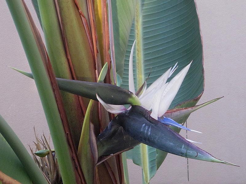 LIVE PLANT 2-3 ft White bird of Paradise - Strelitzia nicolai shipped from sunny Florida Decor Decorative Tropical