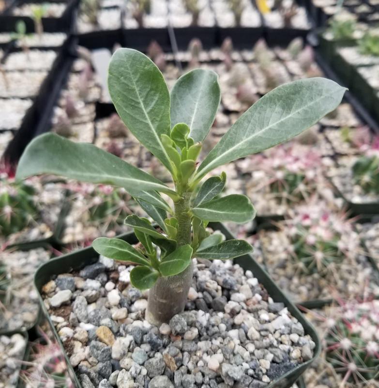 Adenium Obesum Desert Rose +6” Tall 2