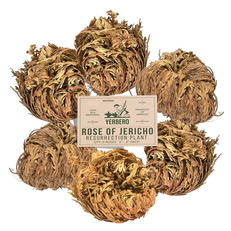 Yerbero - 6 Pack Big Rose Jericho Dried Flower 2.5''-3.5'' | Selaginella Lepidophylla | Resurrection Plant | Jumbo Size Dried Rose | Abundance, Prosperity, Sacred Rose, Doradilla Plant | 3.5'' - 6''