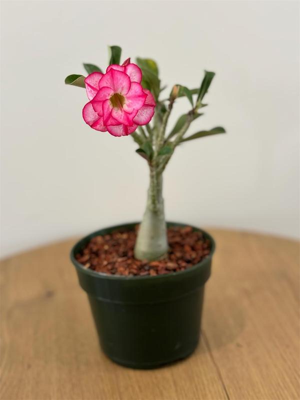 Adenium Obesum Desert Rose +6” Tall 2