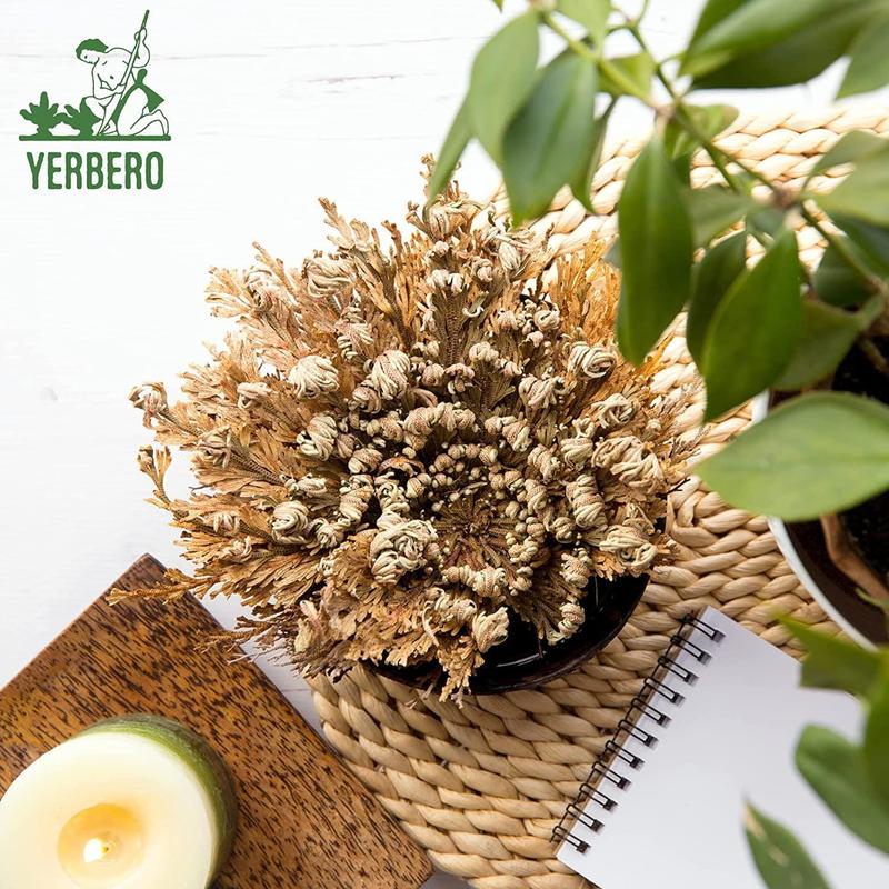 Yerbero - 6 Pack Big Rose Jericho Dried Flower 2.5''-3.5'' | Selaginella Lepidophylla | Resurrection Plant | Jumbo Size Dried Rose | Abundance, Prosperity, Sacred Rose, Doradilla Plant | 3.5'' - 6''