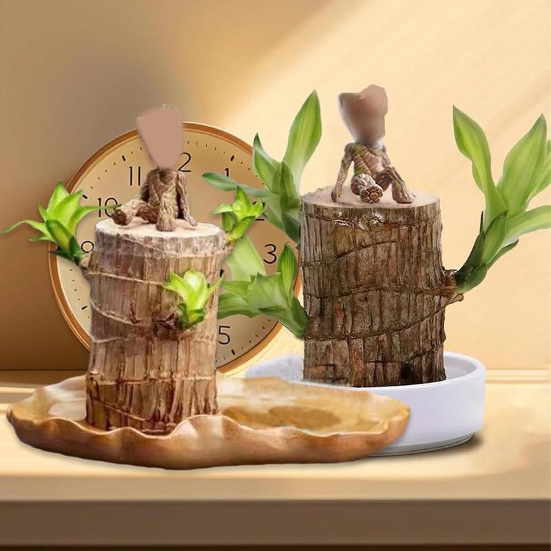 Brazilian wood decorations, Brazilian lucky wood, mini Brazilian lucky wood with tray and mystery doll, purify indoor air, mini potted plant decorations, suitable for home office desktop, not moldy in transit