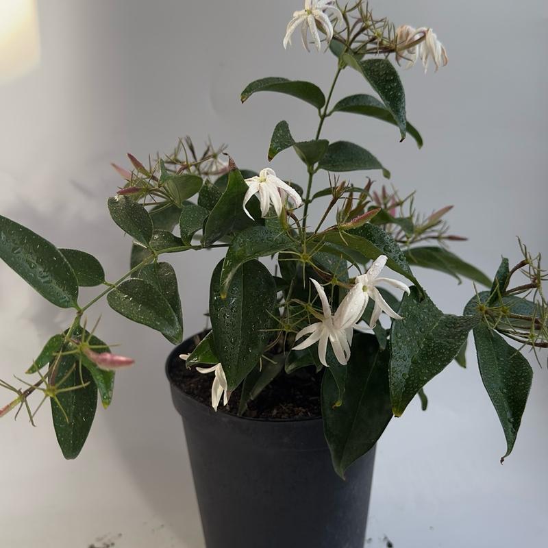 Angel wing jasmine (star jasmine) 6