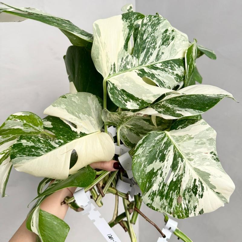 Monstera Albo Borsigiana Variegata Cutting - Grower's Choice