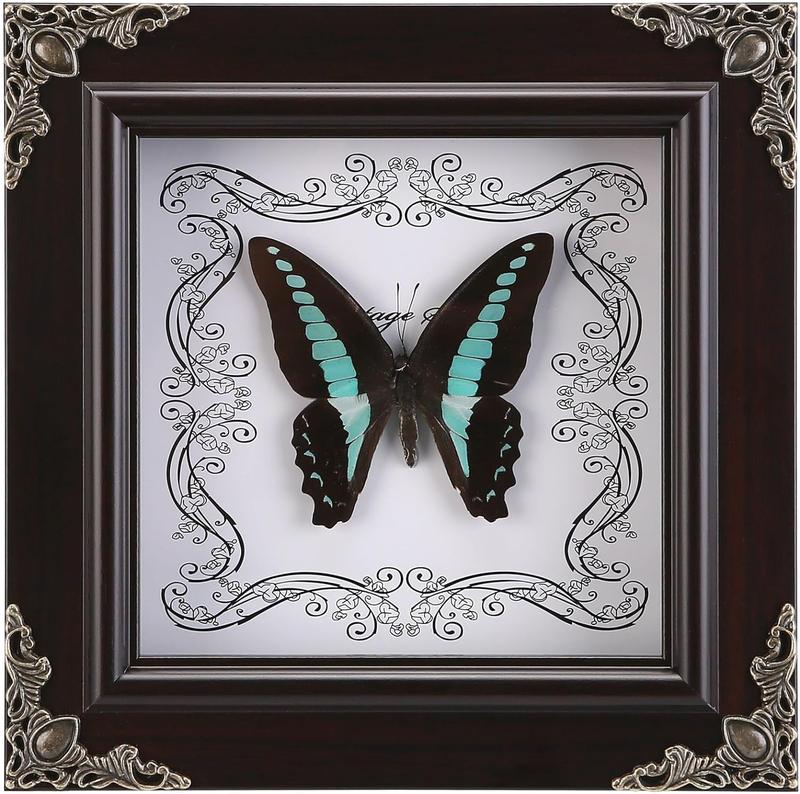 Real Butterfly Framed Handmade, Real Butterfly Specimen Shadow Box Collection, Framed Butterfly Taxidermy for Wall Art Decoration (G_Blue Swallowtail Butterfly)