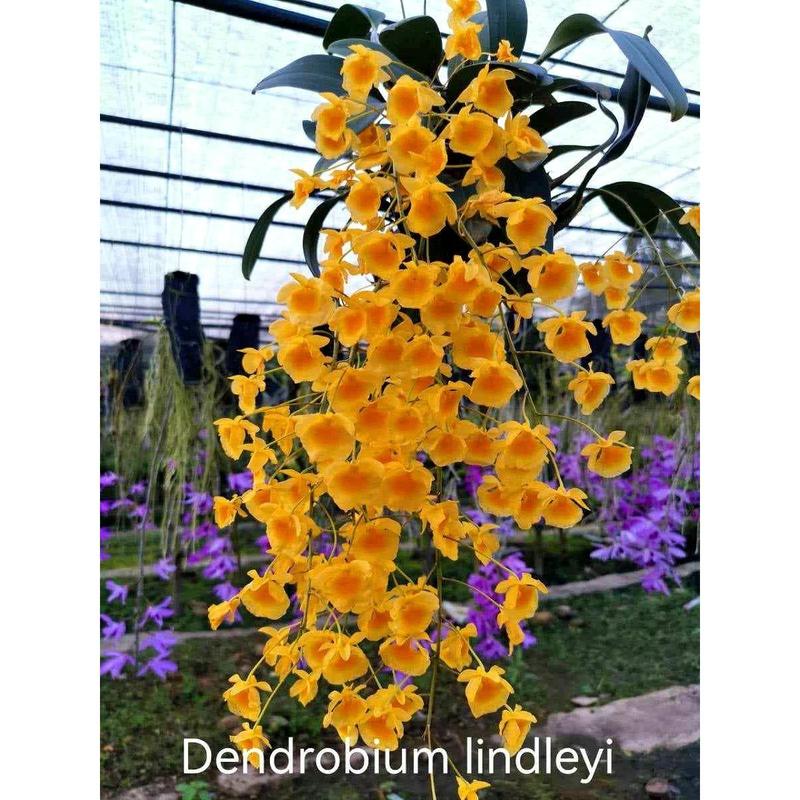 Dendrobium aggregatum( Dendrobium lindleyi)