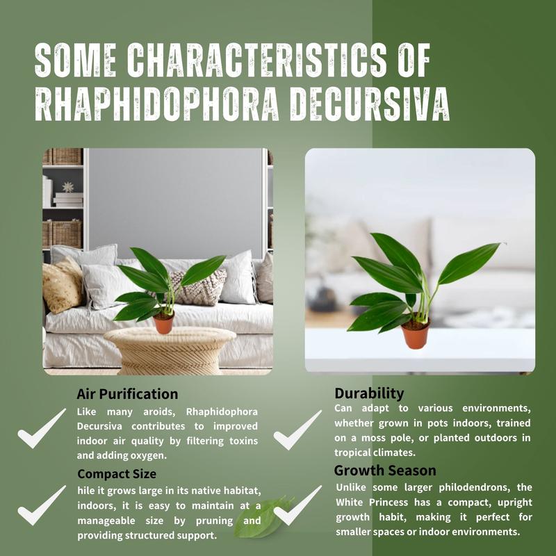 Rhaphidophora Decursiva 2” Live Plant – Easy-Care Greenery for Indoor Décor and Tropical Vibes