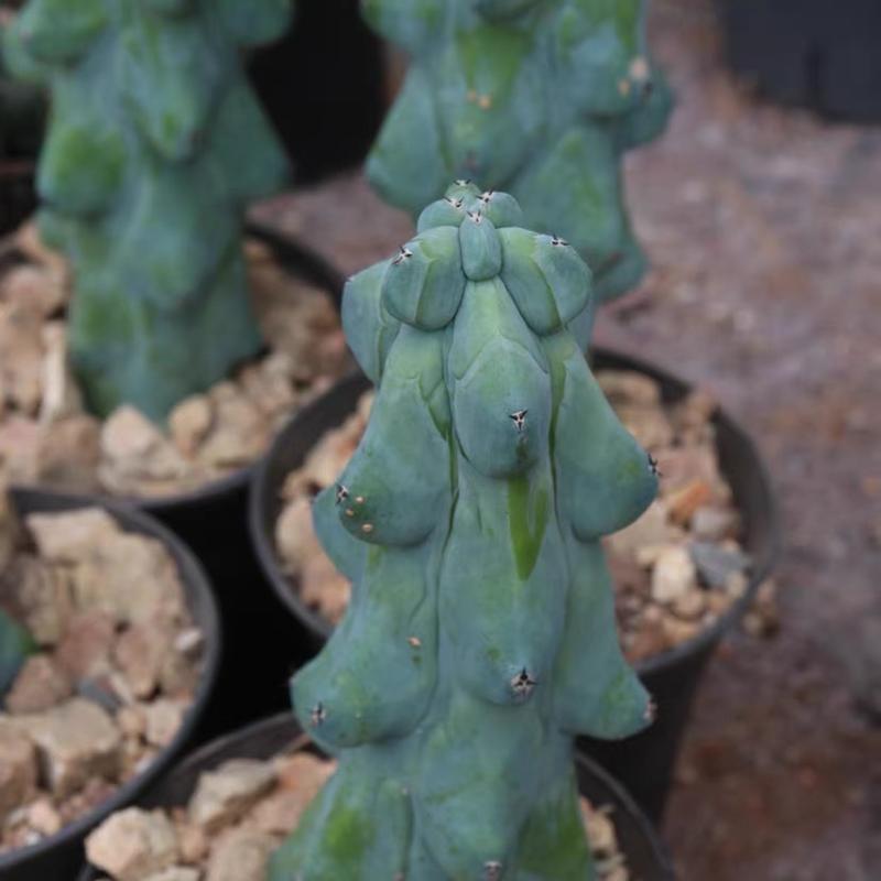 Unique Boobie Cactus (Tall, 4-5