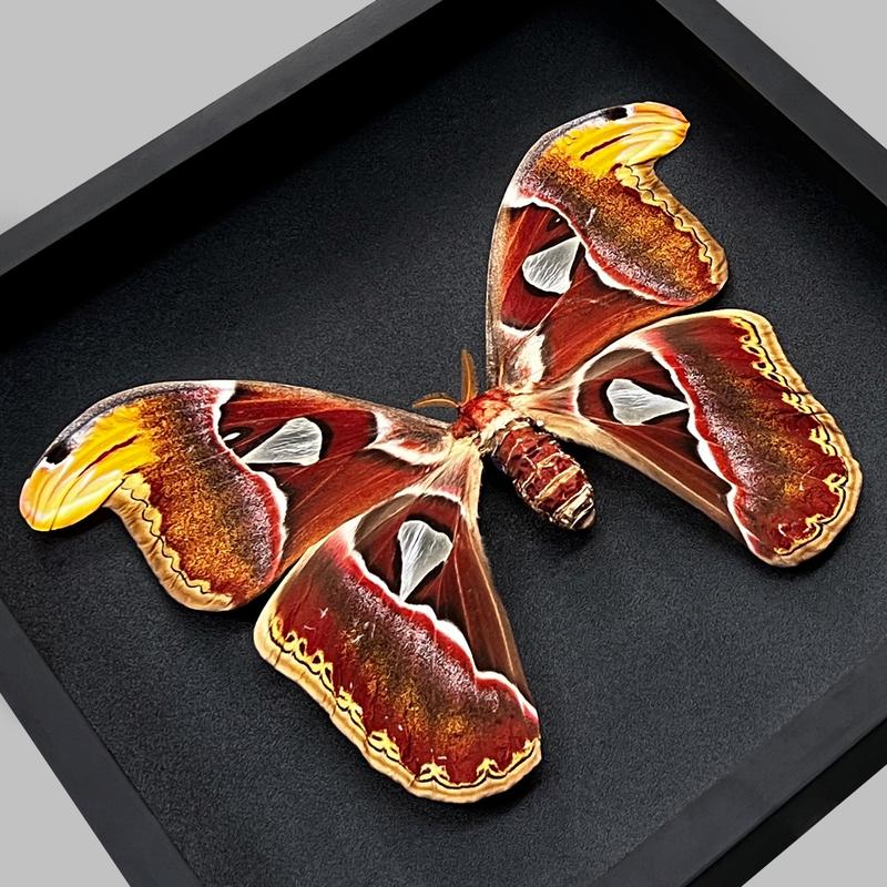 Moth Atlas Butterfly Unique Insect Gothic Entomology Display Oddity Wall Art Hanging Home Decor Dark Gallery Gift Decoration Room art home Wood Hanger