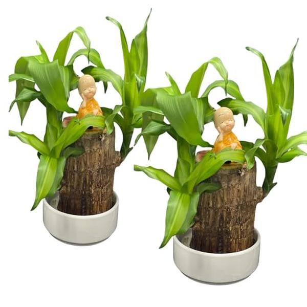 2PCS-Brazilian Lucky WoodBrazillian Wood Money Tree, Brazilian Lucky Wood Gifts for New Home,Indoor Office Desktop Decor