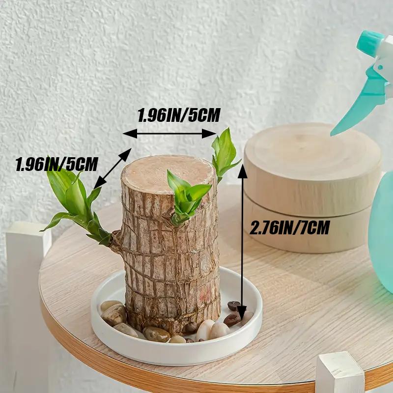 2PCS-Brazilian Lucky WoodBrazillian Wood Money Tree, Brazilian Lucky Wood Gifts for New Home,Indoor Office Desktop Decor