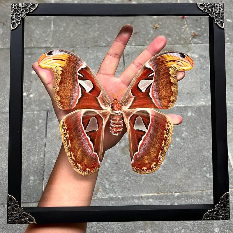 Moth Atlas Butterfly Unique Insect Gothic Entomology Display Oddity Wall Art Hanging Home Decor Dark Gallery Gift Decoration Room art home Wood Hanger