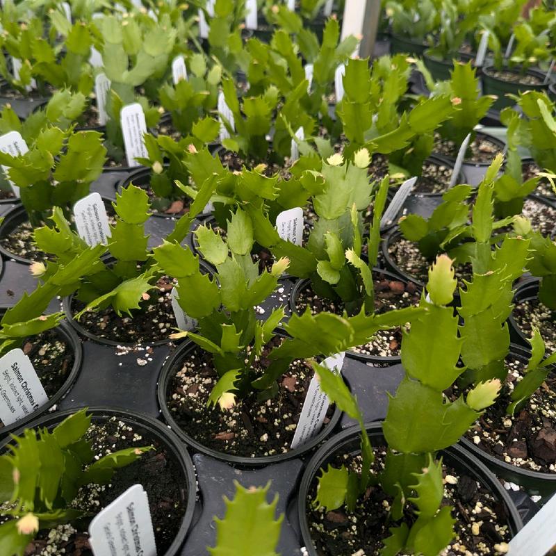 Christmas Cactus Schlumbergera 4 in Plastic Container Plant