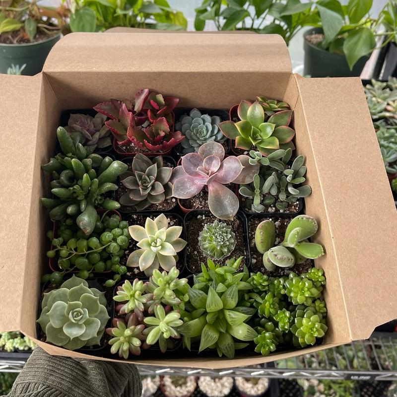 16 Pack Variety 2”Potted Succulents for Home Decor