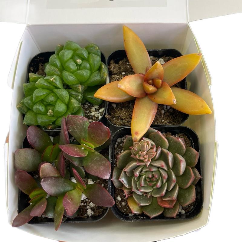 4 Pack Succulents (Variety) - Low Maintenance Housewarming Gift - Box