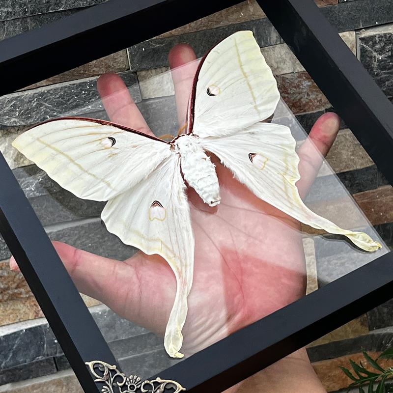 Framed Luna Moth Actias Butterfly Unique Entomology Oddities Wall Hanging Decoration Gallery Home Decor Box Gift Artistic art home art home