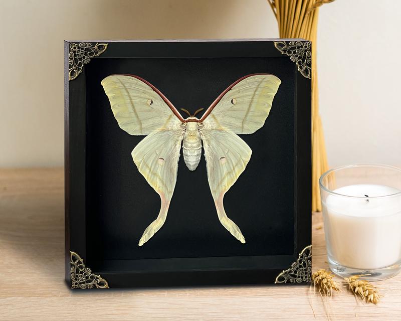 Framed Luna Moth Actias Butterfly Unique Entomology Oddities Wall Hanging Decoration Gallery Home Decor Box Gift Artistic art home art home