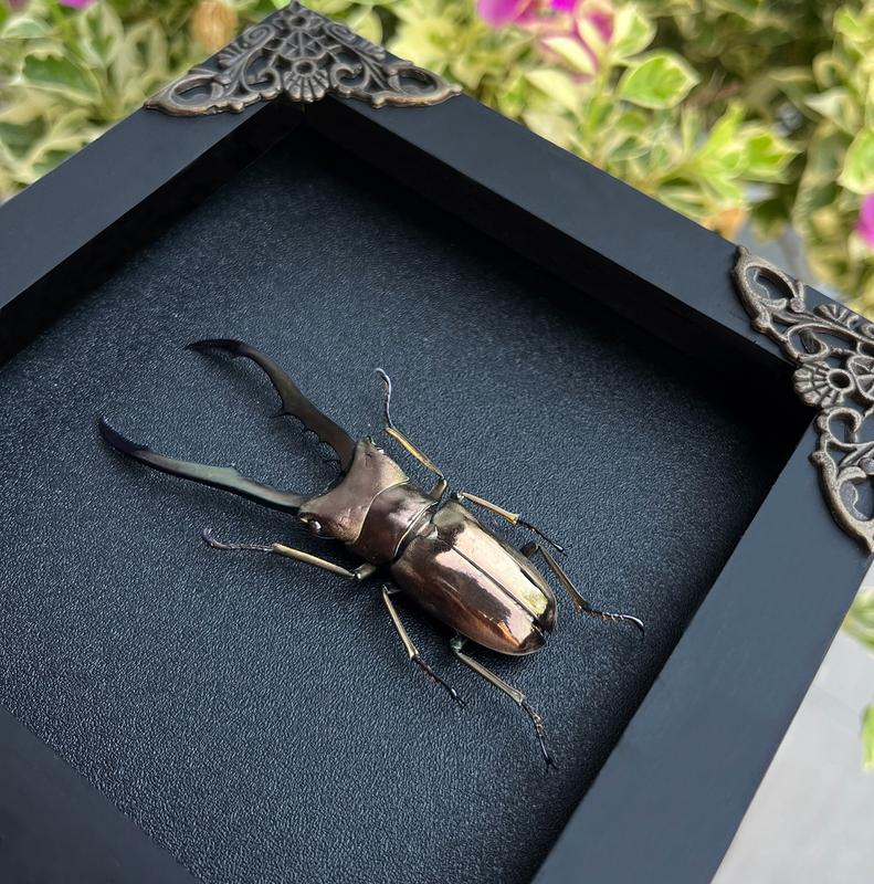 Framed Stag Beetle Insect Dried Bug Specimen Oddity Collection Wall Hanging Home Decor Gift Gothic Box Wood