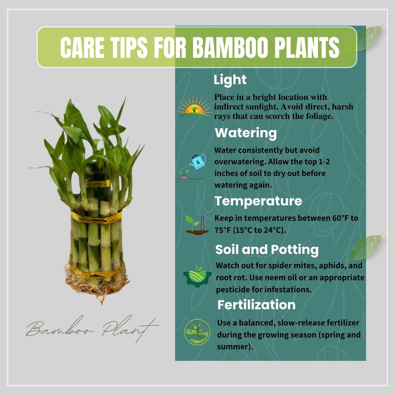 Lucky Bamboo Multi-Tiered Bunch – 12 to 18 Stalks of Dracaena Sanderiana, Ideal for Indoor Feng Shui and Stylish Greenery