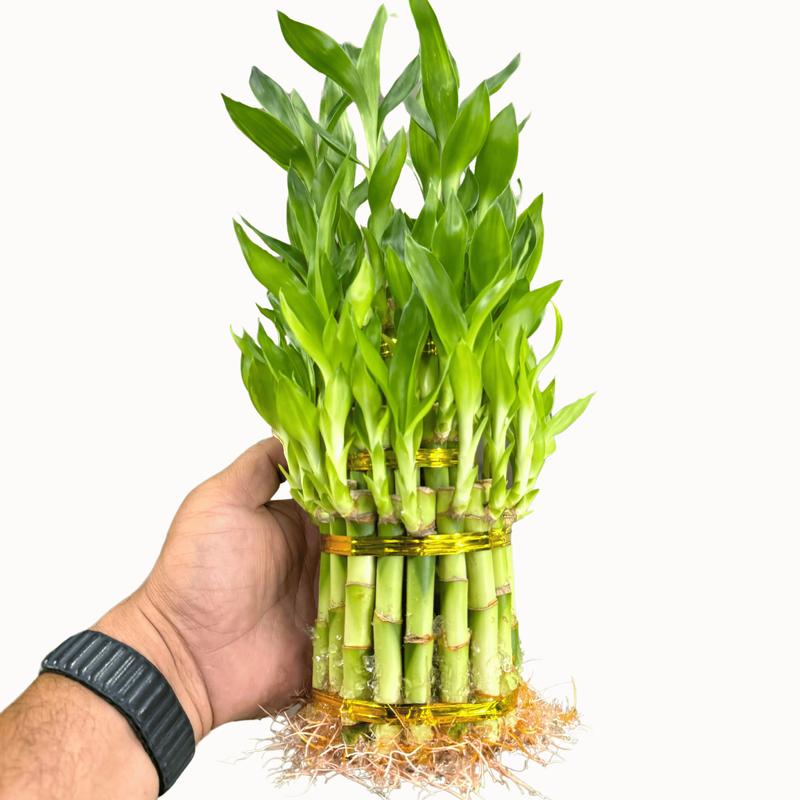 Lucky Bamboo Multi-Tiered Bunch – 12 to 18 Stalks of Dracaena Sanderiana, Ideal for Indoor Feng Shui and Stylish Greenery